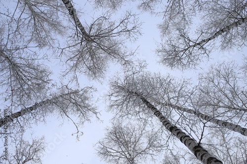 bottom view of tall trees in a birch grove