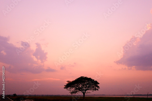 sunset and the tree 
