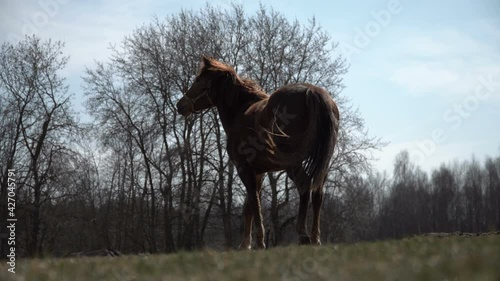 Portrait of a beautiful young brown horse with a white spot in harness. The stallion grazes in the meadow. The horse eats young grass in the spring in the meadow. Looks into the camera. Mare 4K.