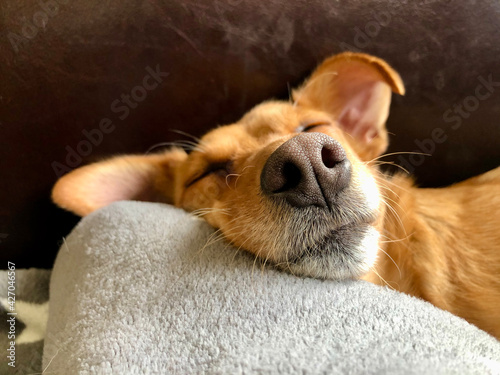 śpiący pies na jasnym kocu poduszce makro na nos brązowe tło