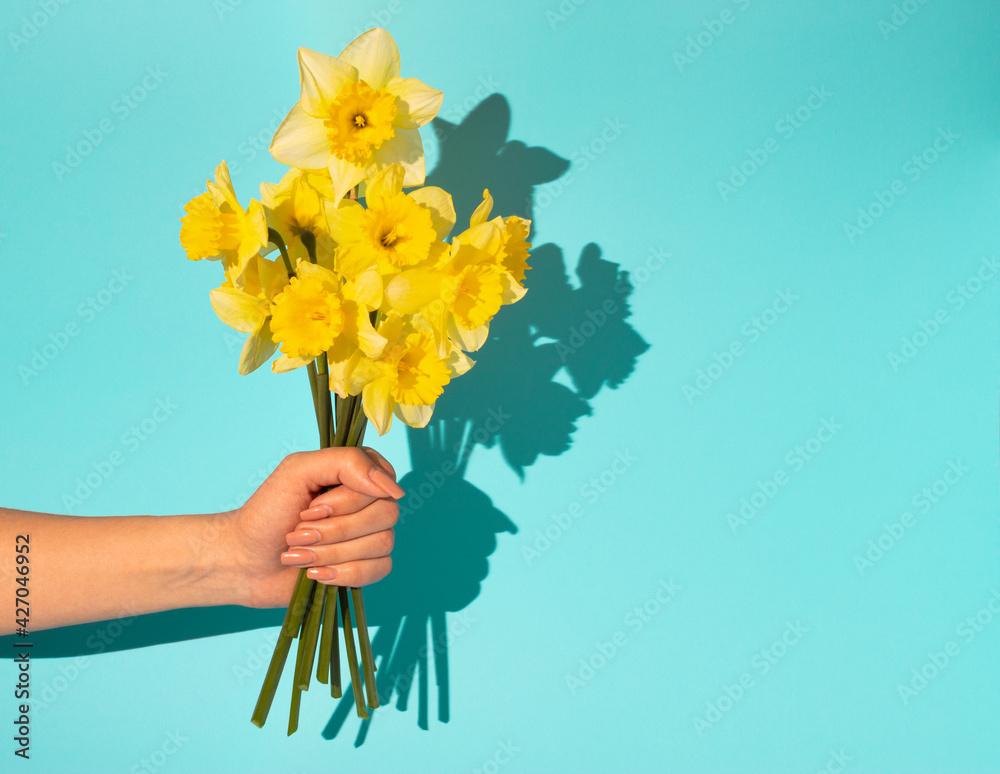 Φωτογραφία Woman hand holding bouquet of blooming yellow narcissus flowers or daffodil on blue background