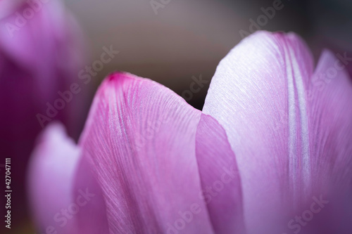Fototapeta Naklejka Na Ścianę i Meble -  Macro photo of some petals of a single light purple tulip with blurred background