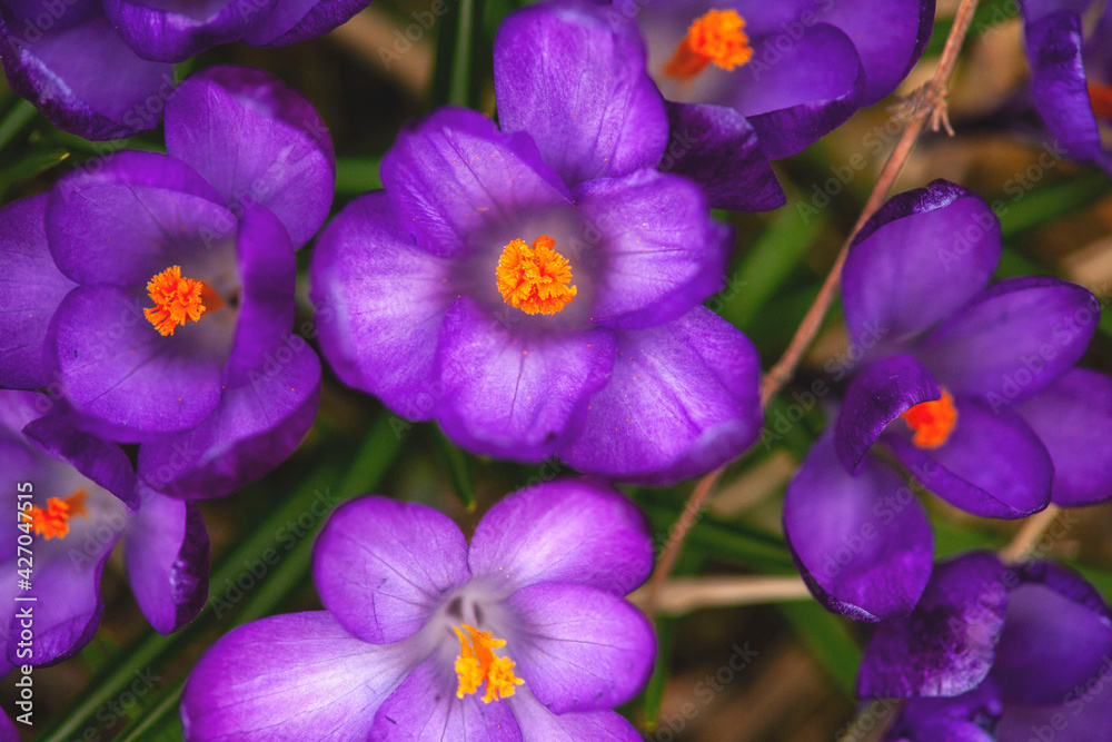 crocus flowers very close up. early crocus flower. very beautiful crocus flower crocus flowers very close up. early crocus flower. very beautiful crocus flower