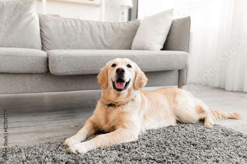 Portrait of cute dog lying on the floor