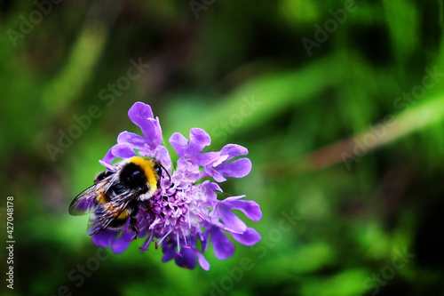 Bee collects nectar, bumblebee collects nectar in Schwarzwald © Natalija Cudina