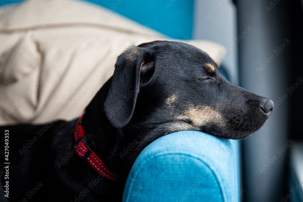 Beautiful black dog sleeping on the couch. Dog looking trough the window and waiting for owner. Home alone dog.