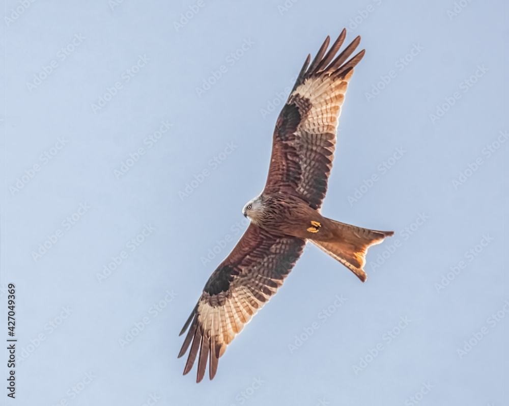 Fototapeta premium Fliegender Rotmilan