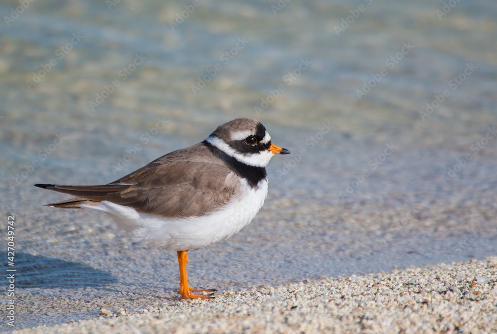 Little ringed plover, Charadrius dubius at Lake Sevan Little ringed plover, Charadrius dubius at Lake Sevan