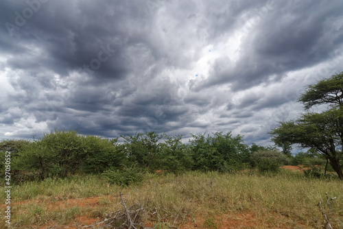 Südafrika - Letaba Ranch Reservat - Jeep Safari photo