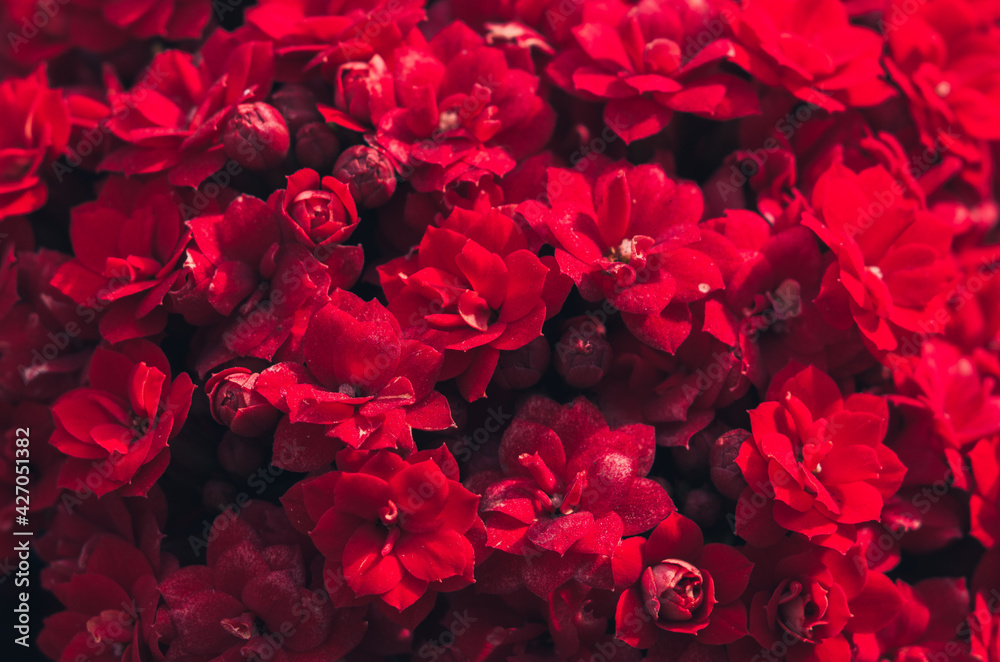 Many small red flowers macro