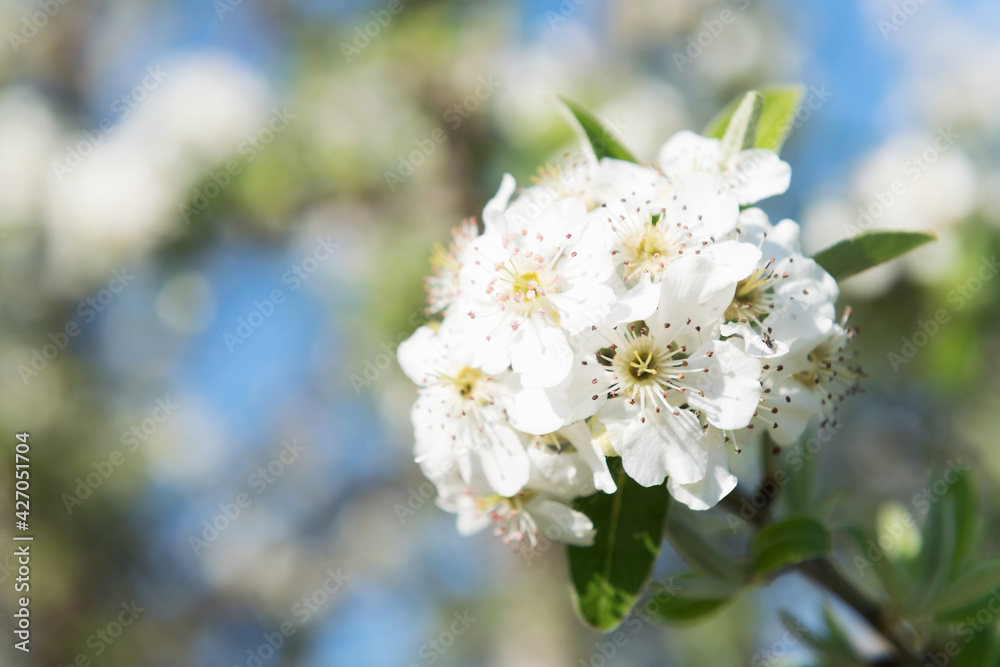 Wild blossoming pear on a branch closeup, spring flower background Wild blossoming pear on a branch closeup, spring flower background