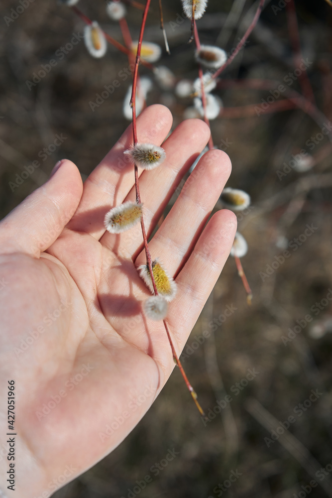 Willow branch with flowers in a woman hand