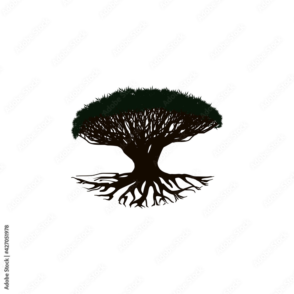 Naklejka premium dragon blood tree on a white background, Illustration vector.