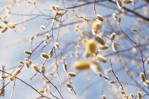 Willow tree branches with flowers against blue sky close up © Olha Dokalenko