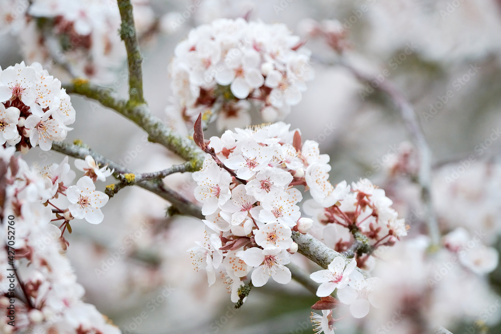 Branch of a cherry tree with cherry blossoms in spring Branch of a cherry tree with cherry blossoms in spring