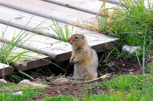 Side view of a ground squirrel sitting beside a boardwalk photo