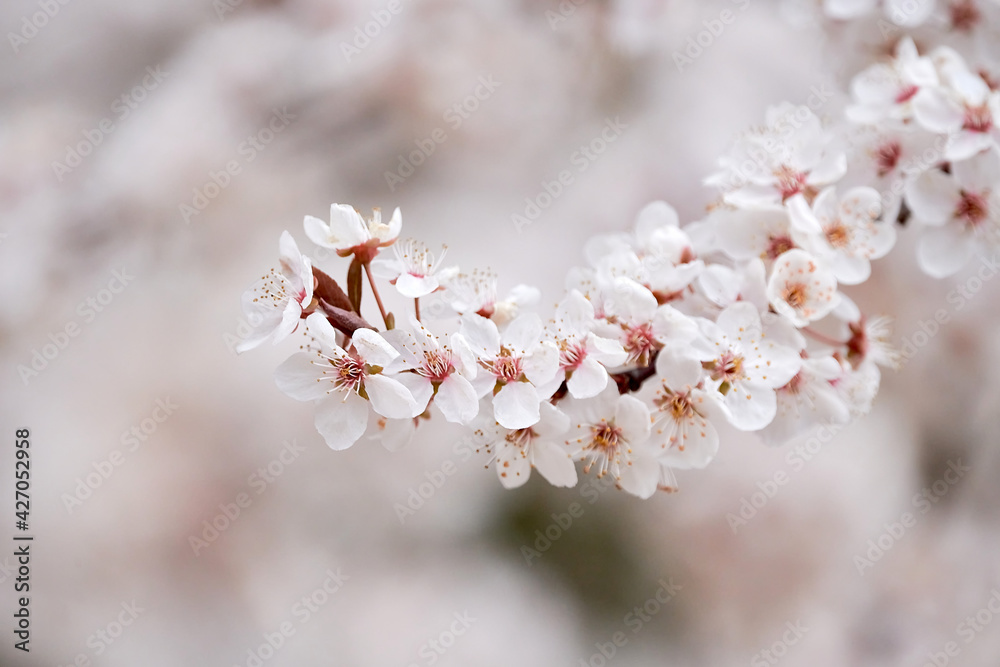 Branch of a cherry tree with cherry blossoms in spring Branch of a cherry tree with cherry blossoms in spring