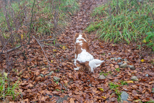 Cavalier King Charles Spaniel on a path covered with fallen leaves