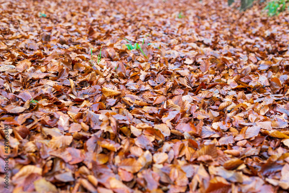 Thick carpet of leaves in the woods in autumn