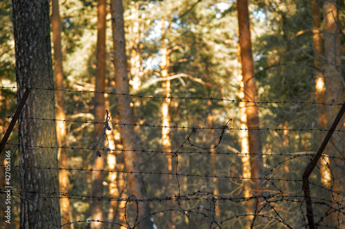 The view from the prison to the coniferous forest. Barbed wire and trees in the background