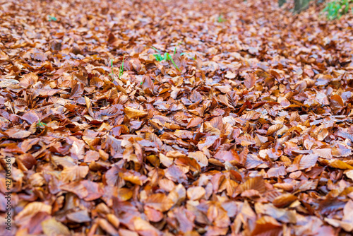 Thick carpet of leaves in the woods in autumn