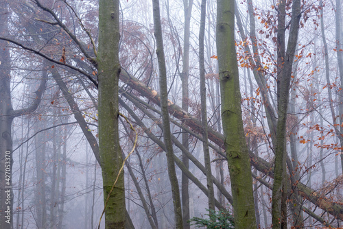 Fallen trunks of young trees in the woods on a hazy autumn day