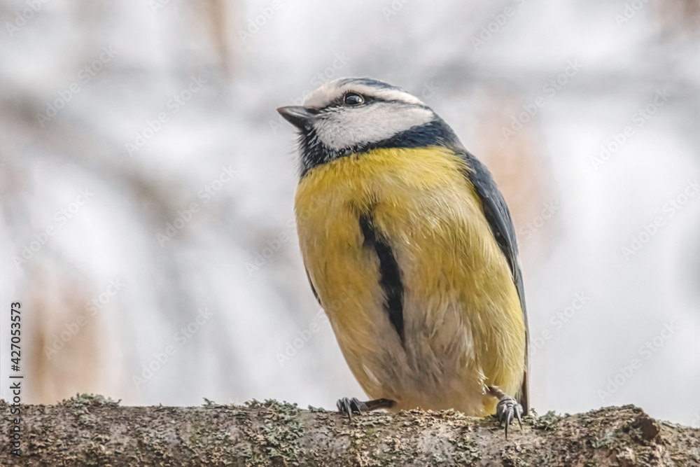 Fototapeta premium Blaumeise Porträt