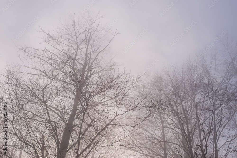 Bare tree branches on a misty autumn day Bare tree branches on a misty autumn day
