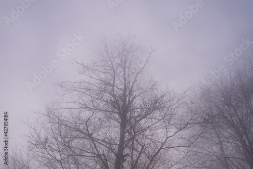 Bare tree top on a misty autumn day