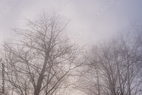 Bare tree branches on a misty autumn day