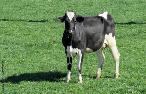 Domestic cows grazing on lowland wetland pastures of the Wauwilermoos Nature Reserve (or Wauwelermoss), Wauwil - Canton of Lucerne, Switzerland (Schweiz) photo