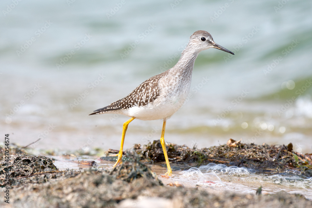 A lesser yellow legs foraging on a sandy beach on a bright sunny day A lesser yellow legs foraging on a sandy beach on a bright sunny day