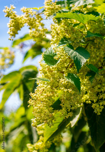 Photo of green wild flowers on green background