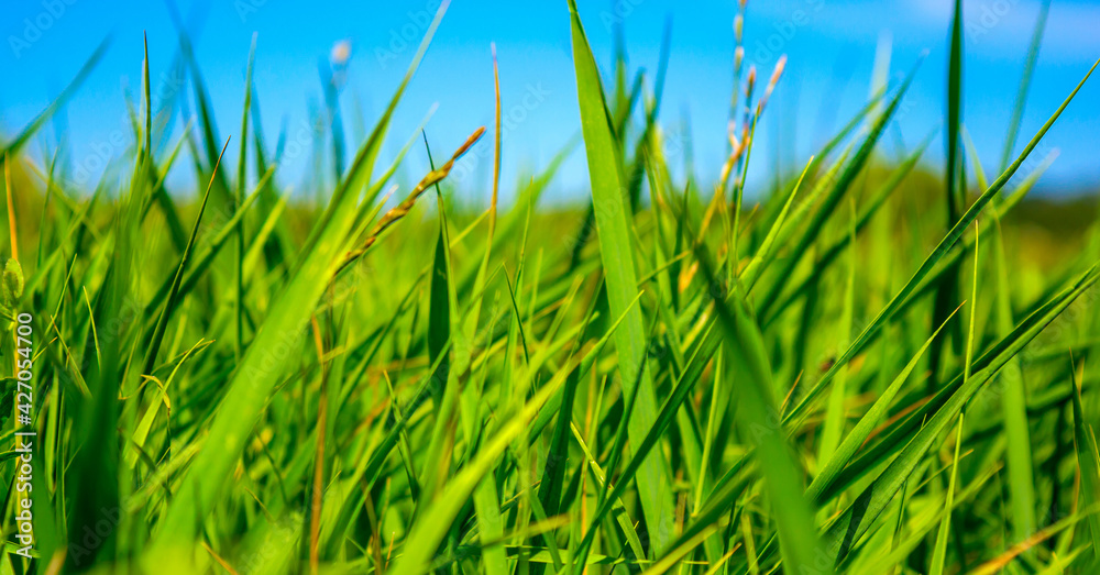 Obraz premium Photo of green grass at summer day on a blue sky background