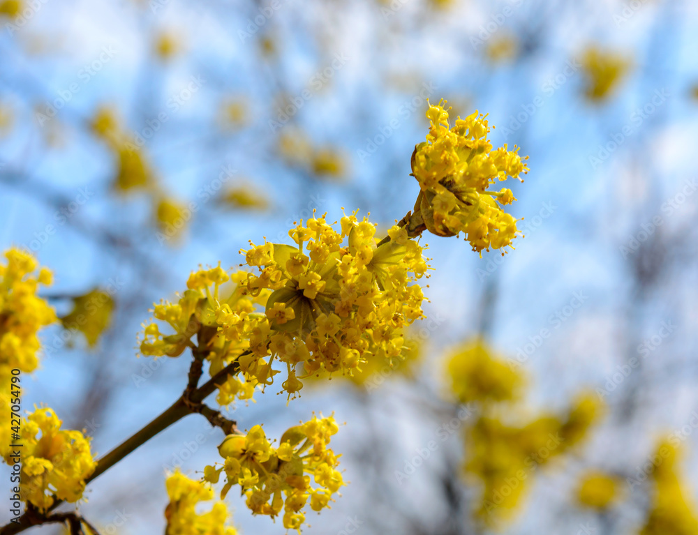 Photo of blooming yellow twig dogwood in garden in spring Photo of blooming yellow twig dogwood in garden in spring