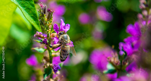 Photo of a bee near a violet beautiful flowers