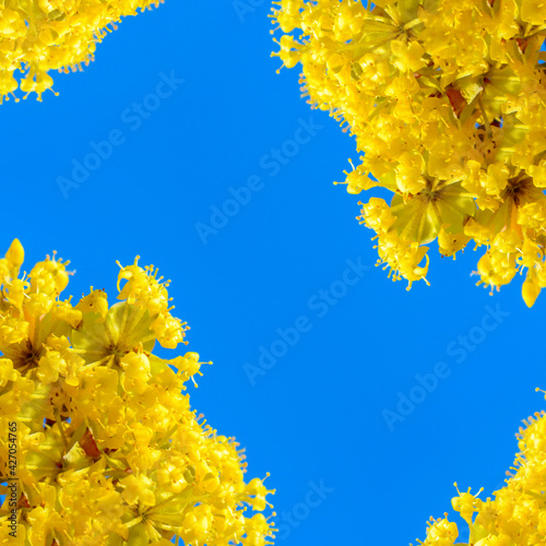 Photo of blooming yellow twig dogwood in garden in spring