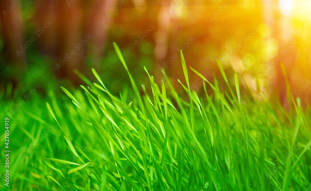 Photo of green grass on the trees background with sun