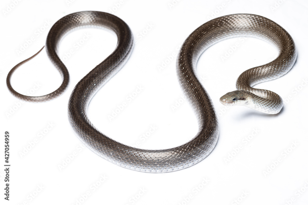 Obraz premium Aesculapian snake (Zamenis longissimus) with parcial melanism in white background