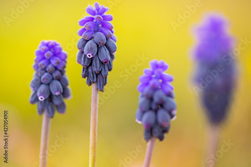 Cuatro (4) Nazarenos (Muscari neglectum)