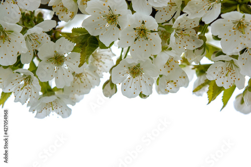 Photo of blooming apple tree branches isolated on white background