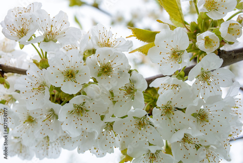 Photo of blooming apple tree branches isolated on white background