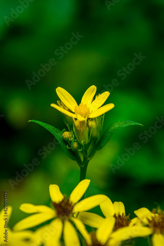 Photo of yellow wild flower in Carpathian mountains