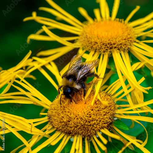 Photo of yellow wild flower with bumblebee in Carpathian mountains