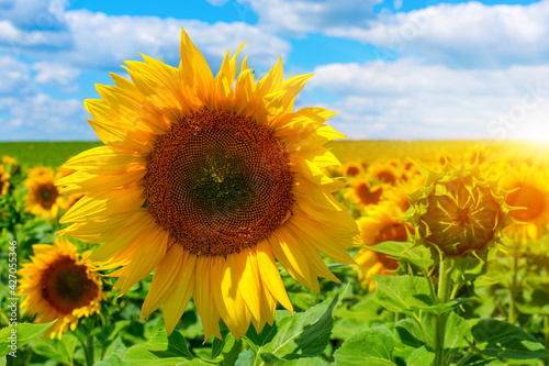 Photo of sunflower field with sky and clouds at summer