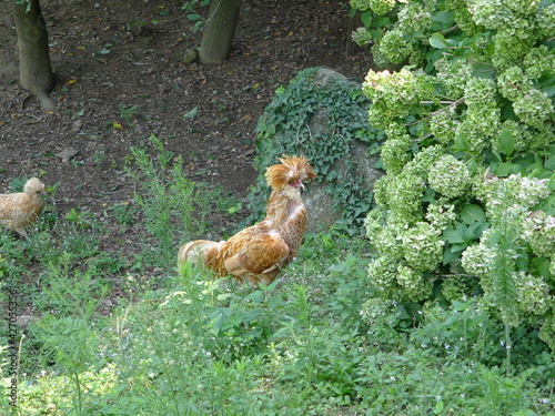 Gallina Padovana photo