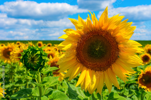 Photo of sunflower field with sky and clouds at summer