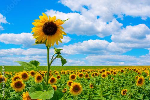 Photo of sunflower field with sky and clouds at summer
