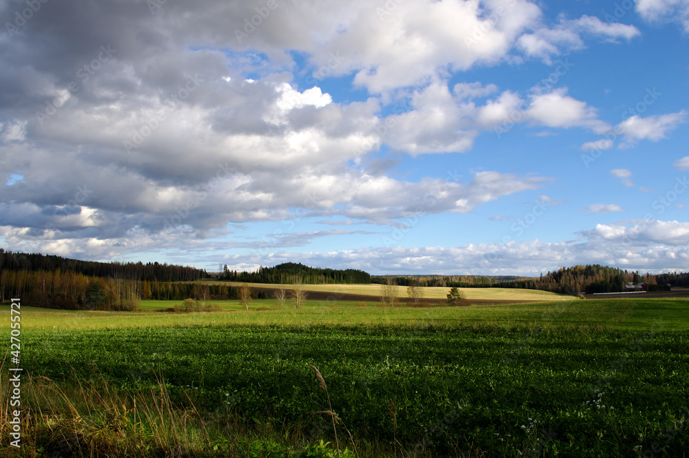 Field and blue sky. Landscape with Green grass, yellow wheat, and blue sky. Countryside landscape with field, trees, and sky. Cloudy sky over a green field on a hill with trees in background