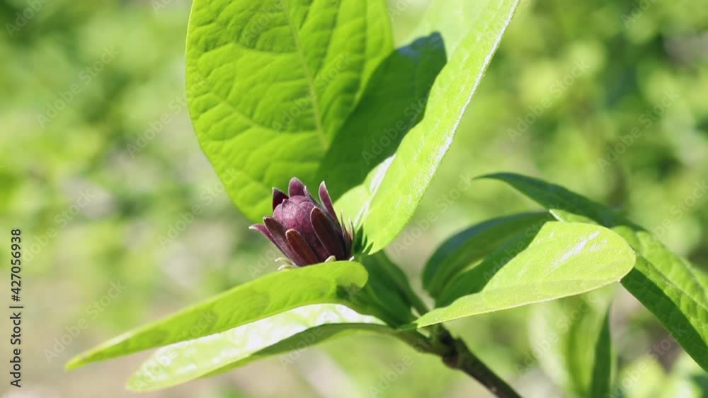 Red flower of eastern sweetshrub Red flower of eastern sweetshrub